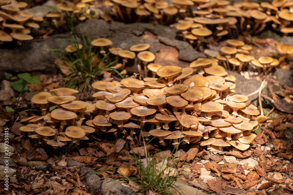 mushrooms in the forest soil mushrooms in the forest soil