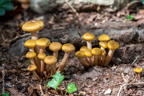 mushrooms growing in forest