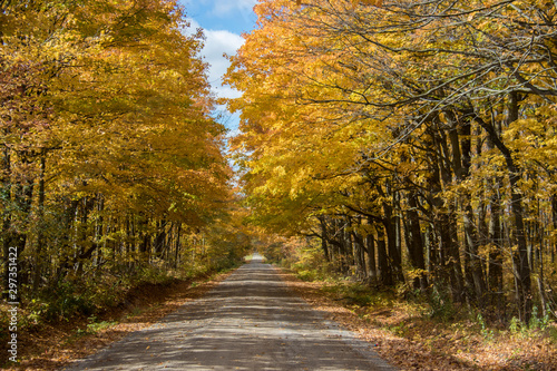 road in autumn forest