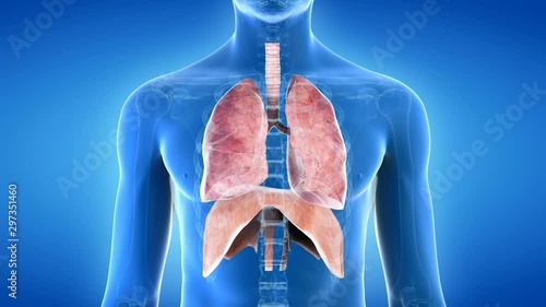 Human lungs and diaphragm inflating and deflating against a blue background, animation. photo