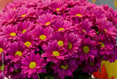 chrysanthemum flowers in a bouquet for a holiday