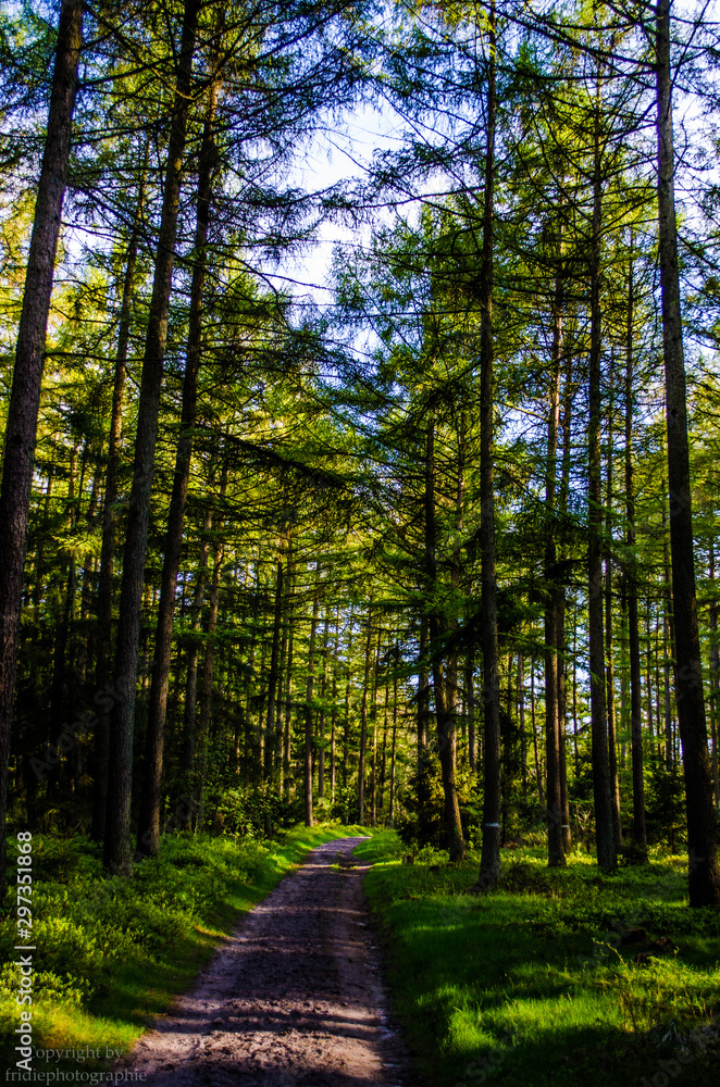 weg im lerchenwald weg im lerchenwald