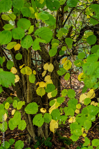 Forestry on the common photo