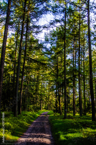 weg im lerchenwald