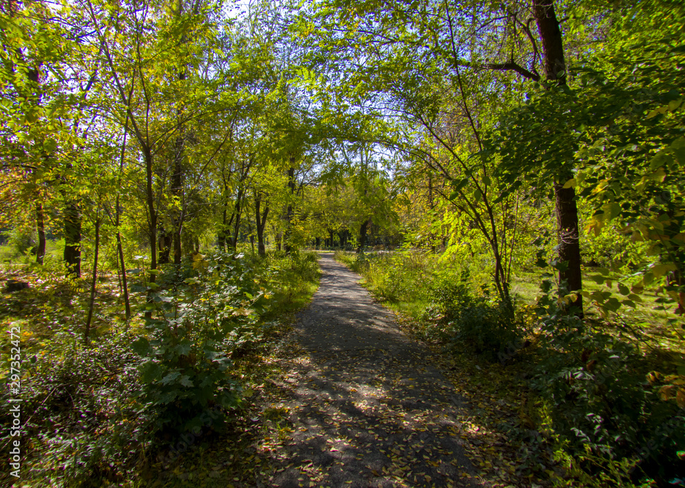 path in forest