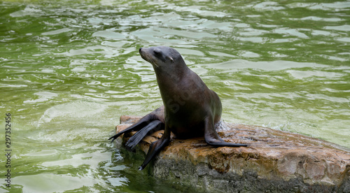 Seal at the Berlin zoo
