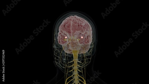 Human brain showing the amygdala rotating against a black background, animation. photo