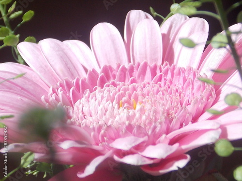 closeup of pink flower