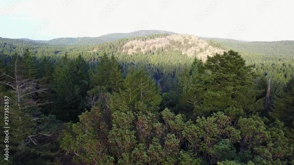 Aerial flight high over a vast pine forest on Vancouver Island, Canada Aerial flight high over a vast pine forest on Vancouver Island, Canada