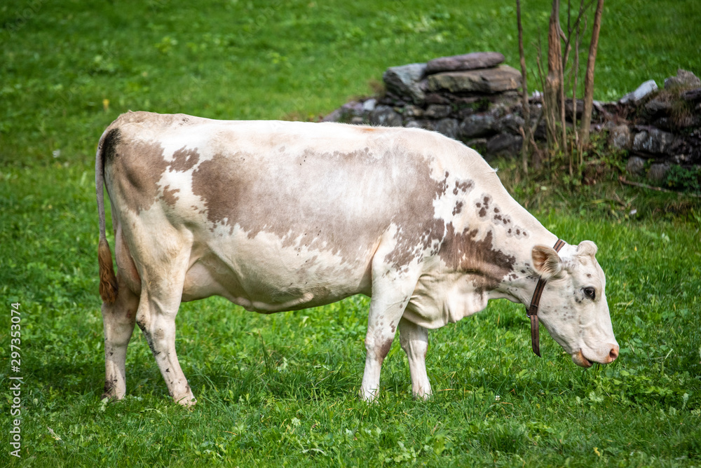 white spotted cow white spotted cow