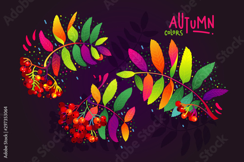 Rowan colorful tree branch autumn vector illustration set
