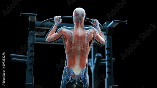 Human muscles of a person doing pull ups, animation. photo
