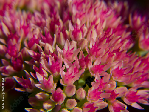 pink flower