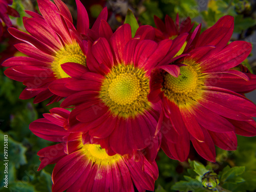 closeup of red flower