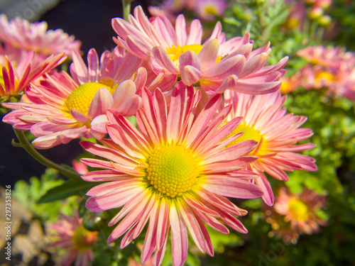 flower in the garden