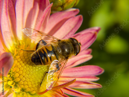 bee on a flower