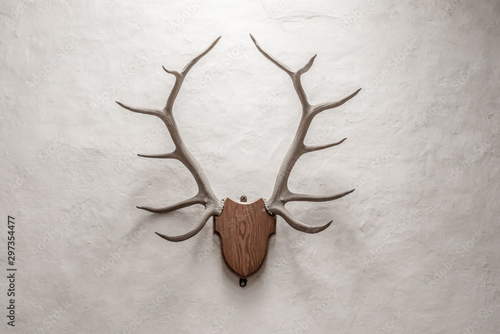 Isolated view of mounted Antlers seen within a light filled room. Fresh plaster, of a rough texture is visible on the lit wall. Isolated view of mounted Antlers seen within a light filled room. Fresh plaster, of a rough texture is visible on the lit wall.
