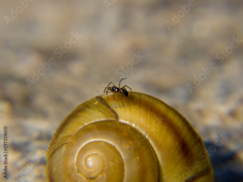 spider on snail
