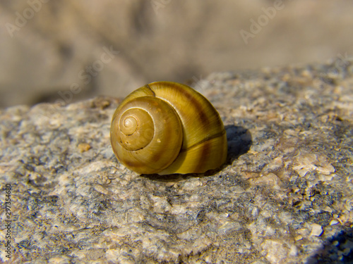 snail on a stone