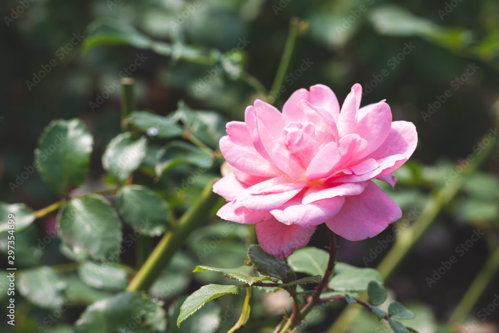 flower peony with pink petals, on a blurred background flower peony with pink petals, on a blurred background