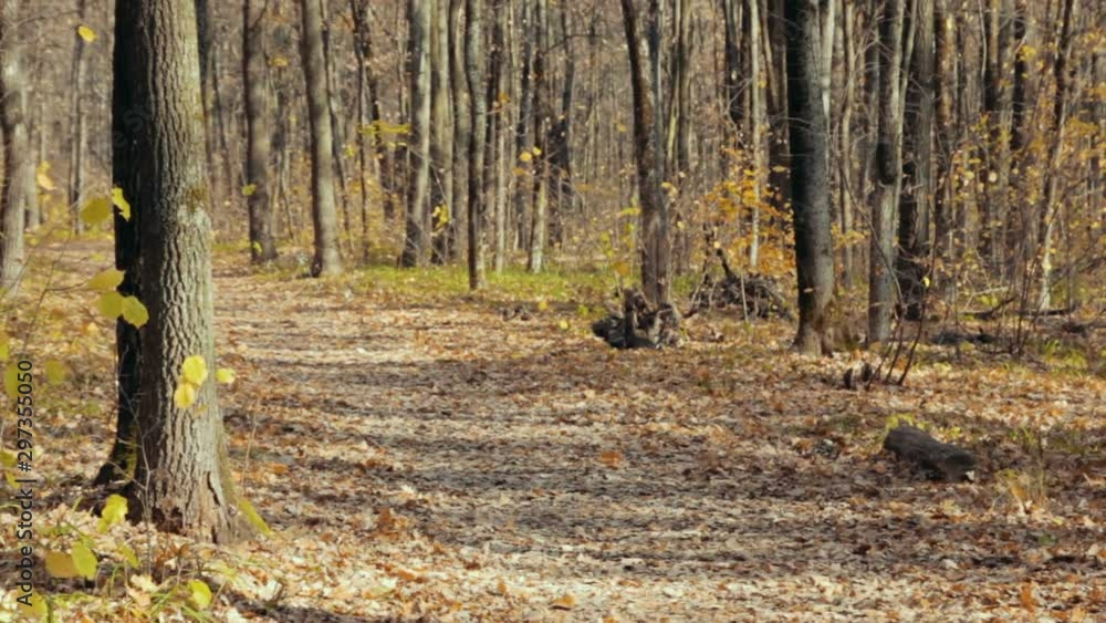 Yellow autumn leaves fallen on the forest path. Natural autumn background. Yellow autumn leaves fallen on the forest path. Natural autumn background.