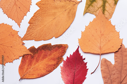several autumn leaves  red and yellow  on a white background. Flat lay