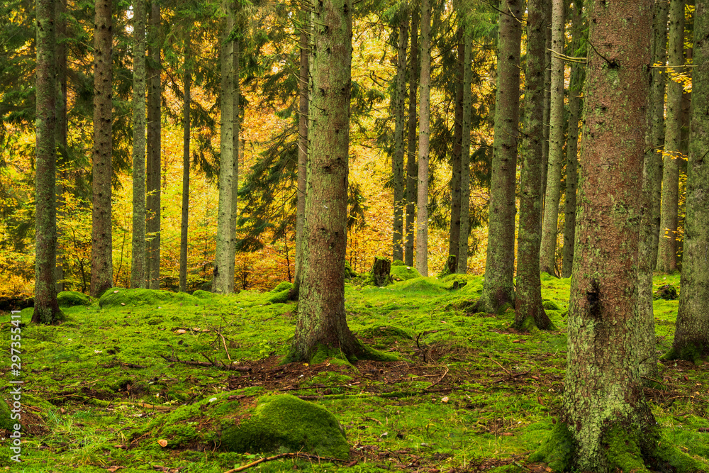 forest in autumn