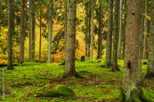 forest in autumn © Ingemar