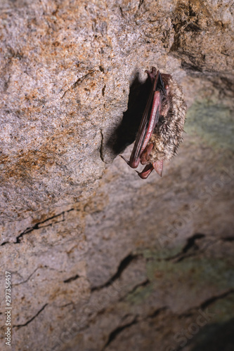 A wild bat hangs in a dream on the ceiling of a stone cave. Little bats in the North Caucasus