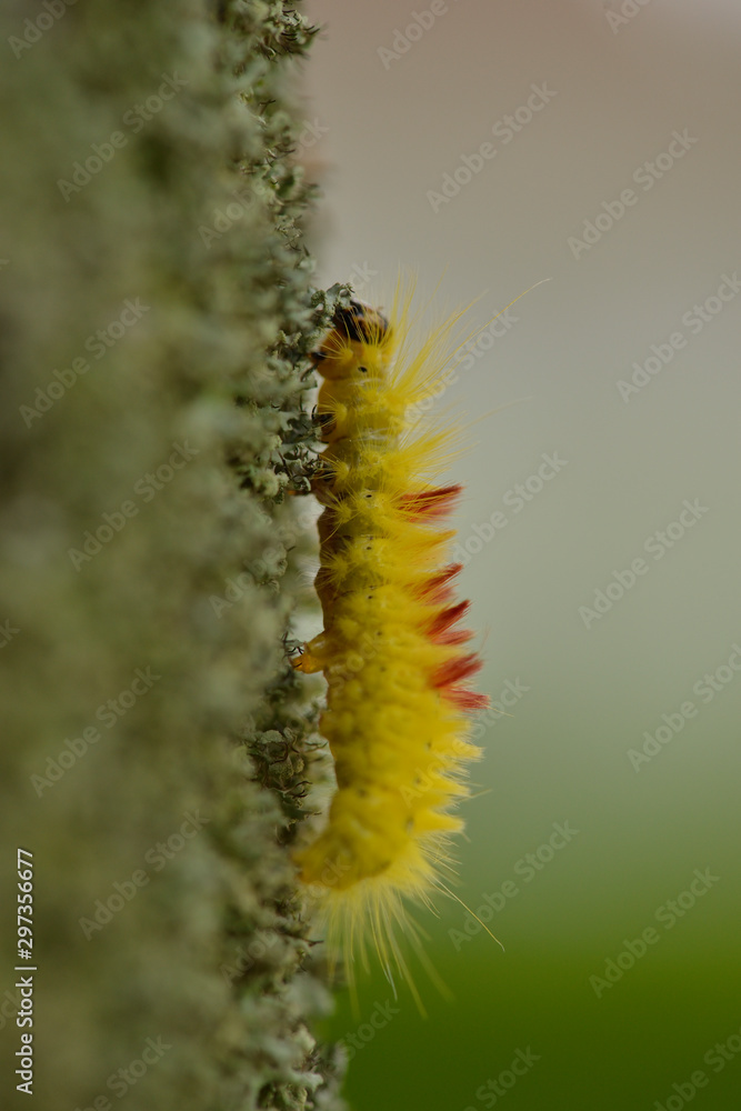 Fototapeta premium Raupe der Ahorn-Rindeneule (Acronicta aceris)