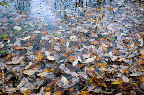 Autumn leaves in the pond