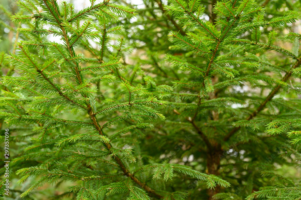 fragment of christmas tree in the forest - lush bright spruce branches