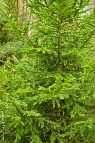 fragment of christmas tree in the forest - lush bright spruce branches