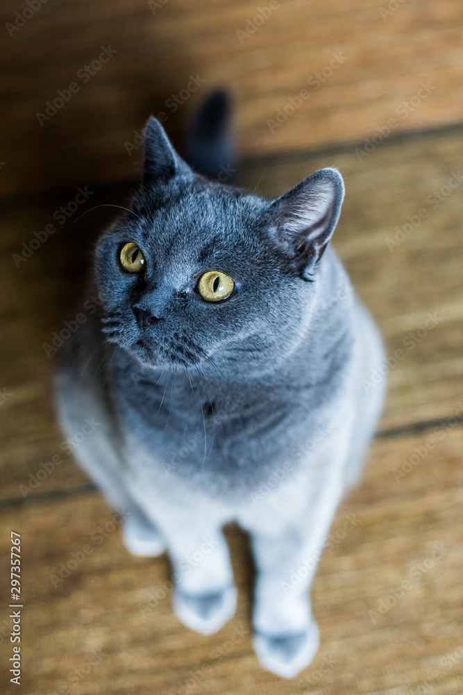 Maravilloso Abrazadera Otoño Cat Gato British Shorthair foto de Stock | Adobe Stock