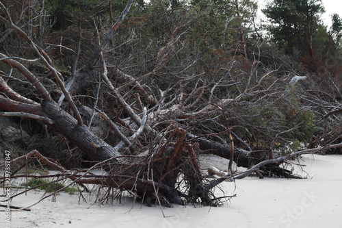 fallen pine trees on the beach