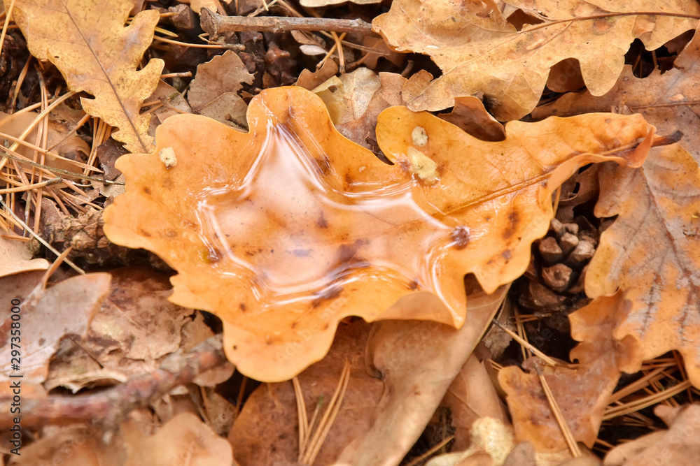 Fallen yellow oak leaf with raindrops. Fallen oak leaves with dew. Autumn oak leaves.water drops on fall oak leaves. Dry Autumn Leaf with Water Drops of Rain on the ground. Autumn leaves Fallen yellow oak leaf with raindrops. Fallen oak leaves with dew. Autumn oak leaves.water drops on fall oak leaves. Dry Autumn Leaf with Water Drops of Rain on the ground. Autumn leaves