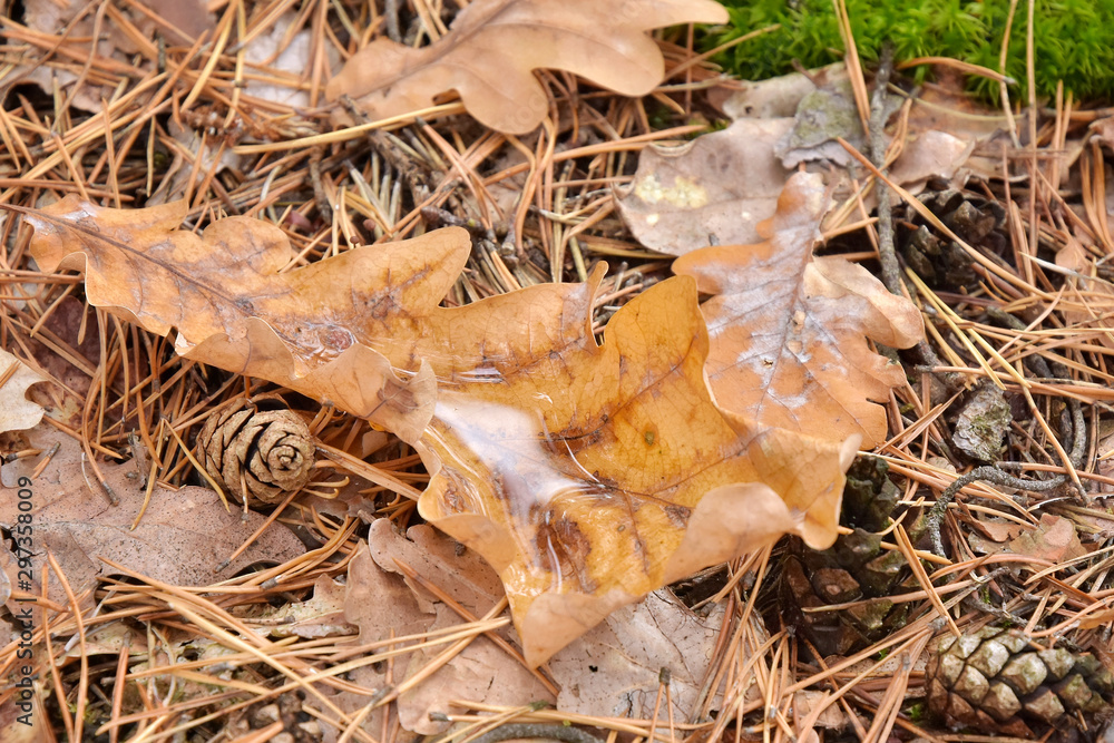 Fallen yellow oak leaf with raindrops. Fallen oak leaves with dew. Autumn oak leaves.water drops on fall oak leaves. Dry Autumn Leaf with Water Drops of Rain on the ground. Autumn leaves Fallen yellow oak leaf with raindrops. Fallen oak leaves with dew. Autumn oak leaves.water drops on fall oak leaves. Dry Autumn Leaf with Water Drops of Rain on the ground. Autumn leaves