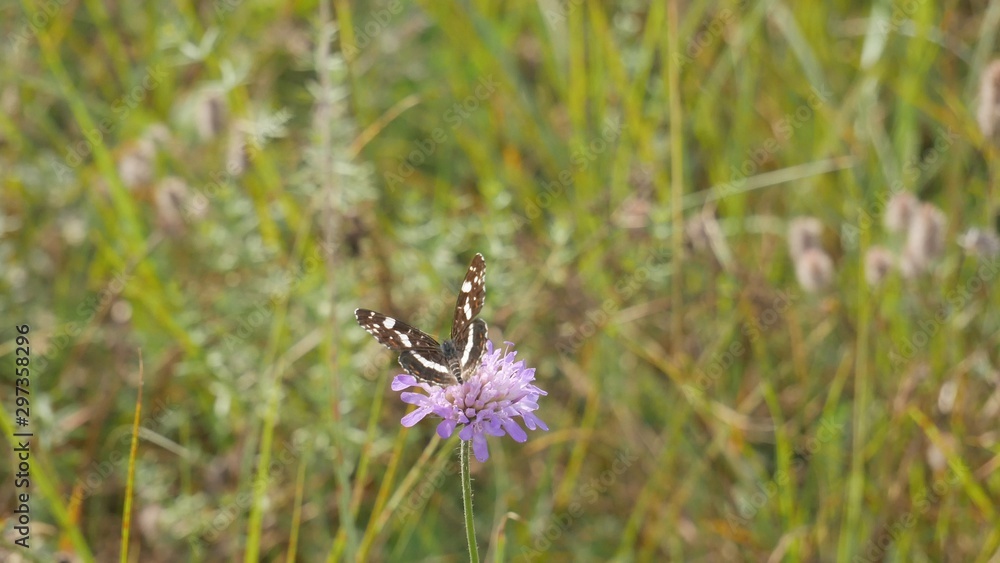 A moth eats nectar on a meadow flower.