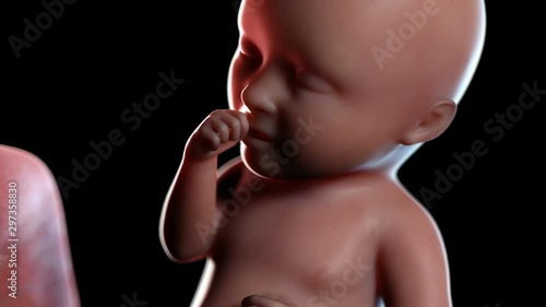 Human foetus with thumb in its mouth at 34 weeks, animation. photo