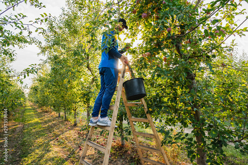 young farmer harvests apples in the garden, stands on the stairs