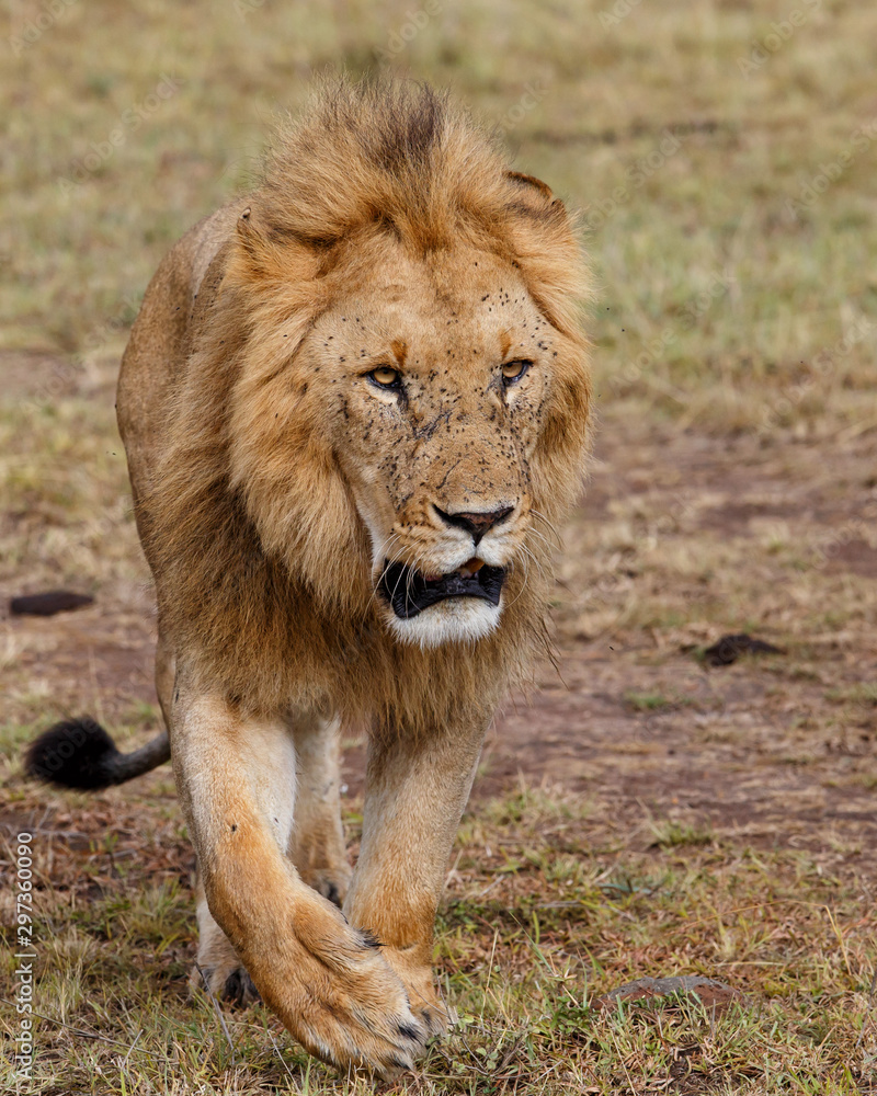 Male lion on the plains of the Masai Mara Game Reserve in Kenya