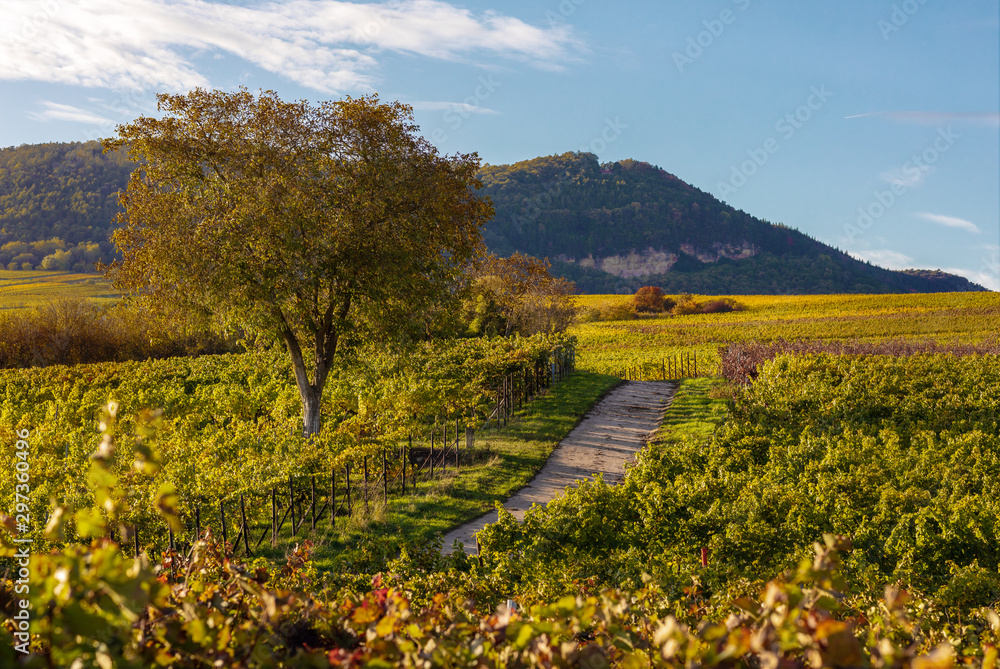 Landschaft in der Pfalz mit Weinreben, Feldweg und Berge