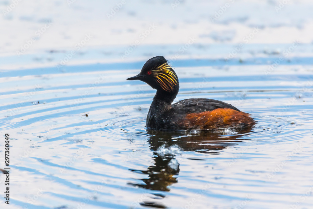 Black-necked grebe (Podiceps nigricollis)