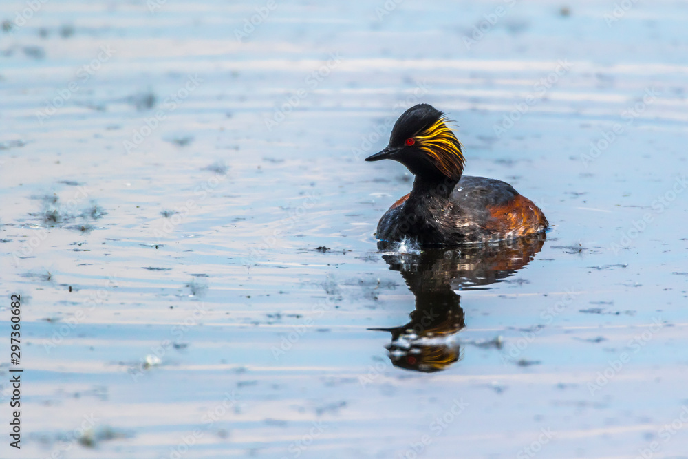 Black-necked grebe (Podiceps nigricollis)