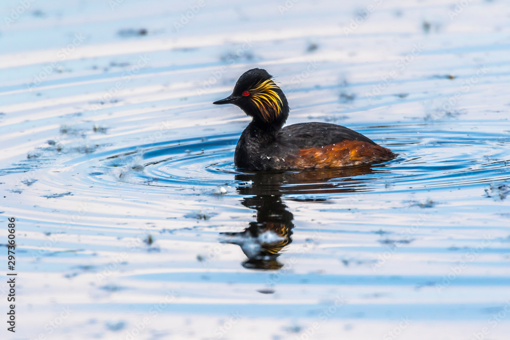 Black-necked grebe (Podiceps nigricollis)