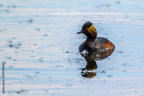 Obraz na płótnie Black-necked grebe (Podiceps nigricollis) w salonie