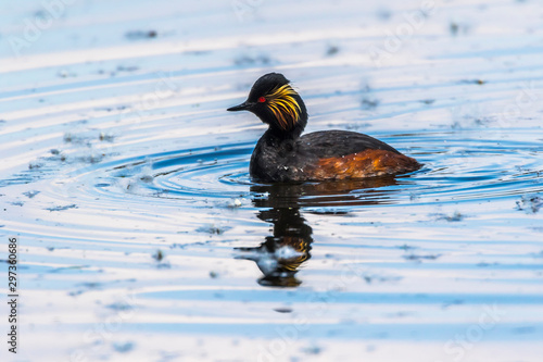 Obraz na płótnie Black-necked grebe (Podiceps nigricollis) w salonie