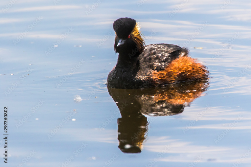 Black-necked grebe (Podiceps nigricollis)