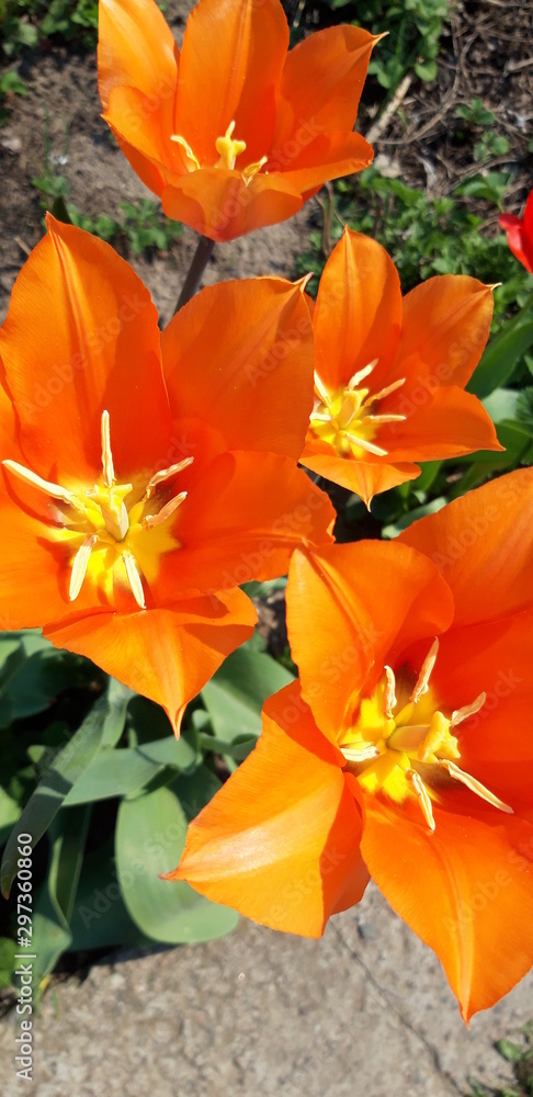 flowers in the garden flowers in the garden