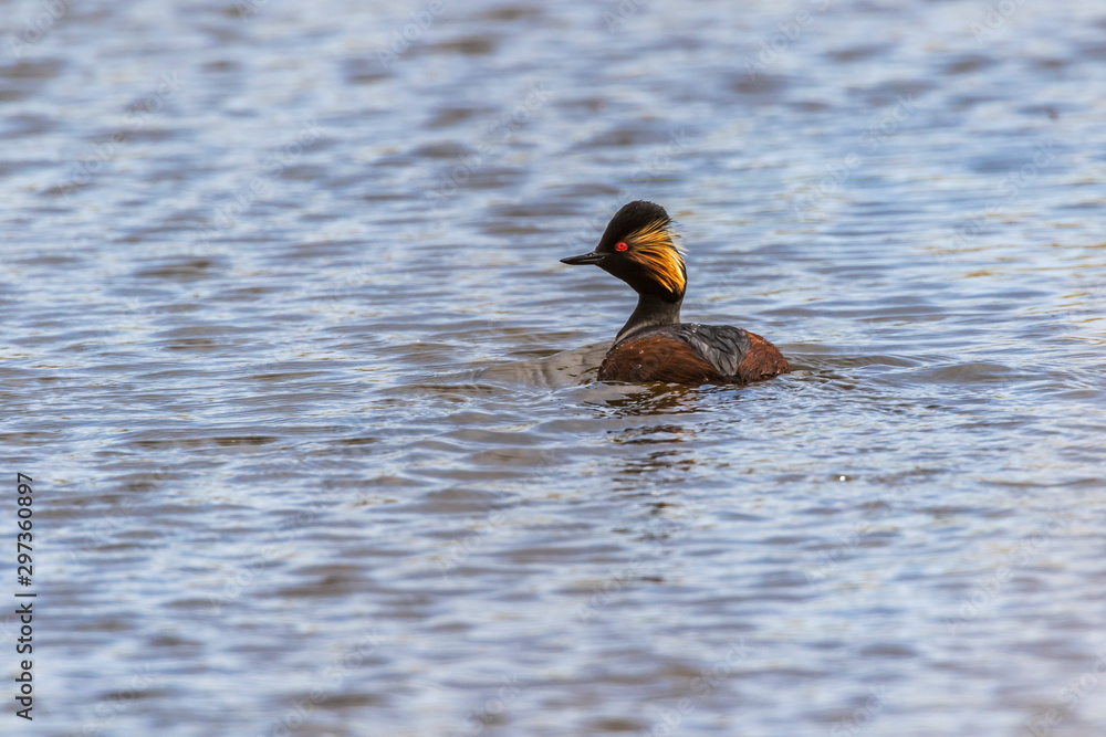 Black-necked grebe (Podiceps nigricollis)